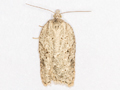 Acleris kochiella
